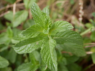 Young mint shoots grew among the field grasses in a meadow on a Sunny summer day. Fresh green leaves of wild mint.
