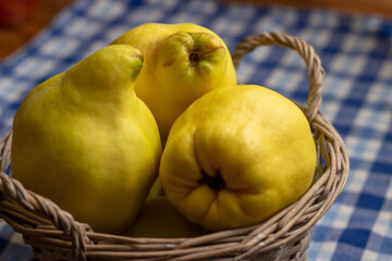 basket with quinces on a tea towel