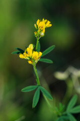 The yellow lucerne (lat. Medicago falcata), of the pea family (Fabaceae).	