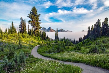 A trail at Mount Rainier national park leading through a forest with a layer of low fog - 390914381
