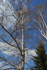Birch trees and fir on the background of blue sky with white clouds. Early spring landscape