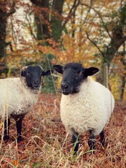 Ram Suffolk lambs