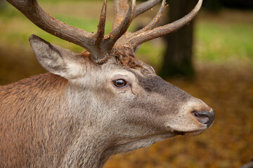 Glance eye to eye. Red deer during rutting time Wildlife in Europe. Detail of the deer head. 
