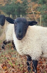 Fototapeta premium sheep in a meadow