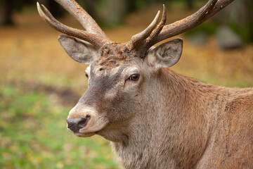 Glance eye to eye. Red deer during rutting time Wildlife in Europe. Detail of the deer head. 