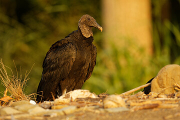 Black vulture - Coragyps atratus or American black vulture, bird in the New World vulture family, from the southeastern United States to Peru, Central Chile and Uruguay in South America
