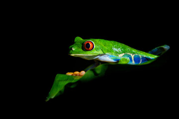 Red-eyed Tree Frog - Agalychnis callidryas arboreal hylid native to Neotropical rainforests from Mexico, Central America to Colombia, frog on the leaf in the night, dark black background