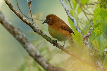 Fototapeta premium White-lined tanager - Tachyphonus rufus medium-sized passerine bird in the family Thraupidae, resident breeder from Costa Rica south to Argentina and on the islands Trinidad and Tobago