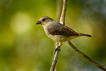 Plain-colored tanager - Tangara inornata bird in the family Thraupidae, found in Colombia, Costa Rica and Panama, natural habitats are subtropical or tropical moist lowland forests and former forest.