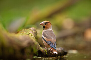 Hawfinch came to the watering place. Birds near the water. Hawfinch during the autumn time in the forest. European nature. 