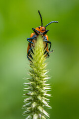Six-spotted Zigzag Ladybird (Cheilomenes sexmaculata)