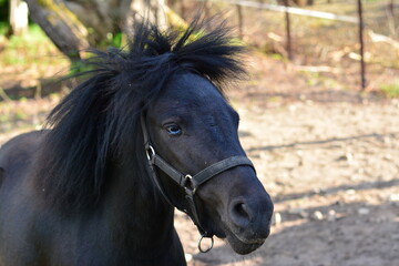 A black pony with blue eyes.