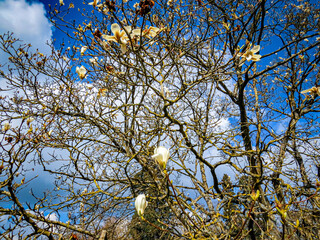 Amazing flowers of the white Magnolia tree
