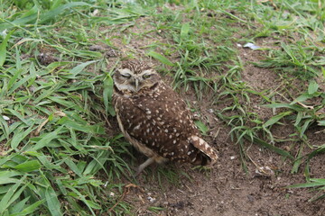 Burrowing owl (Athene cunicularia) chicks at nest burrow