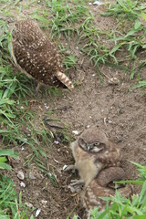 Burrowing owl (Athene cunicularia) chicks at nest burrow
