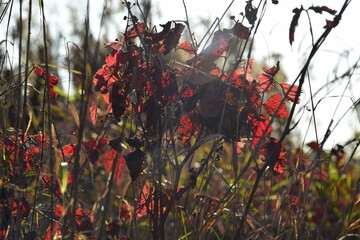 Jesienne trawy i czerwone liście dzikiej jeżyny tło © Anna
