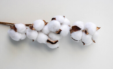 Beautiful white cotton flowers on a white background.Cotton branch