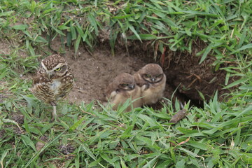 Naklejka na ściany i meble Burrowing owl (Athene cunicularia) chicks at nest burrow