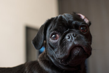 Cachorro Pug negro mirando a la cámara con fondo desenfocado