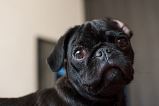 Cachorro Pug negro mirando a la c&aacute;mara con fondo desenfocado