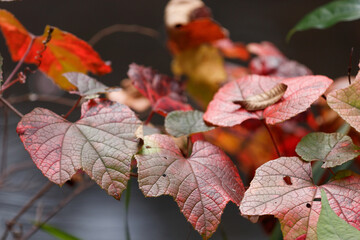 赤く染まったノブドウの葉