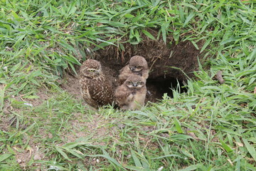 Burrowing owl (Athene cunicularia) chicks at nest burrow