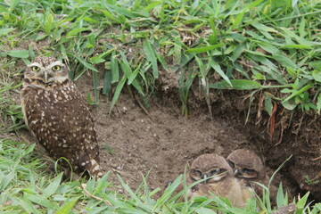 Burrowing owl (Athene cunicularia) chicks at nest burrow