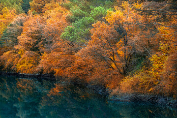 autumn in the forest, foliage reflected 