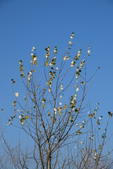 Jesienne liście  barwne tło © Anna