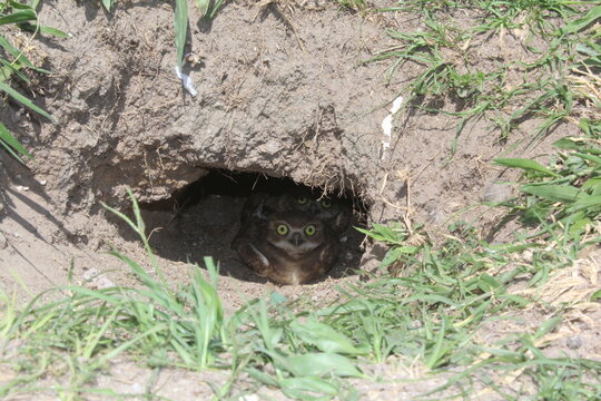 Burrowing owl (Athene cunicularia) chicks at nest burrow
