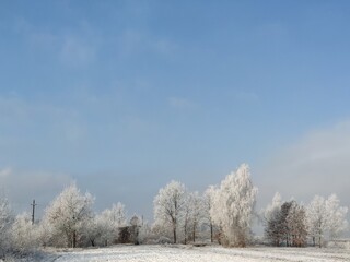 snow covered trees
