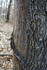 Closeup view of tree bark in the forest. Tree trunk texture.