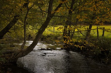 Bachlauf in herbstlichen Wald