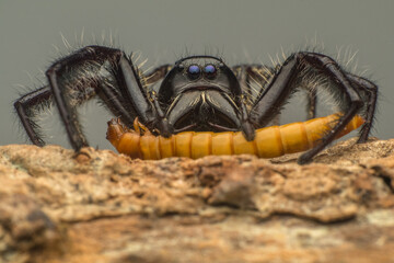Spiders (order Araneae) are air-breathing arthropods that have eight legs, chelicerae with fangs...