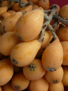 Vertical shot of medlars