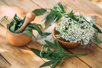 Fresh valerian flowers in wooden plate on table. mortar with prepared potion of valerian root. use...