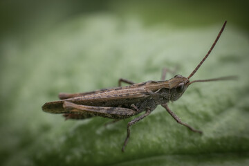 grasshopper on the grass