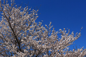 Clear blue sky and cherry blossoms
