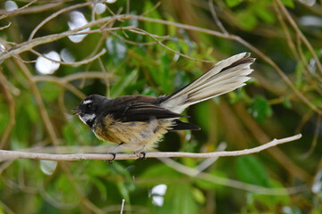 Fantail bird in the garden posing on one of the trees 