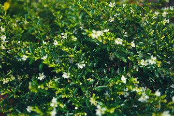 Fototapeta na wymiar shrub with many small white flowers