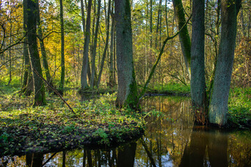 Leśny strumień,  złota polska jesień © Piotr Szpakowski