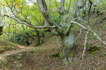 Arboles majestuosos.