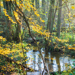 jesienny las, żółte liście i leśny strumyk © Piotr Szpakowski