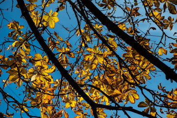 Nice picture of autumn tree branch with golden color leaves in sunset light flares