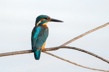 Eisvogel männlich auf Ast mit hellem Hintergrund