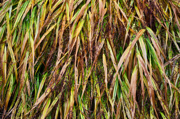 Close Up of Japanese Grass in Fall Color