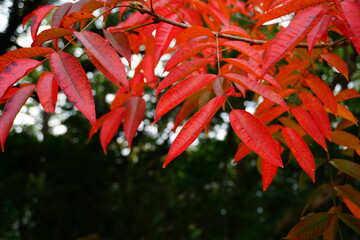 赤く紅葉したハゼノキ