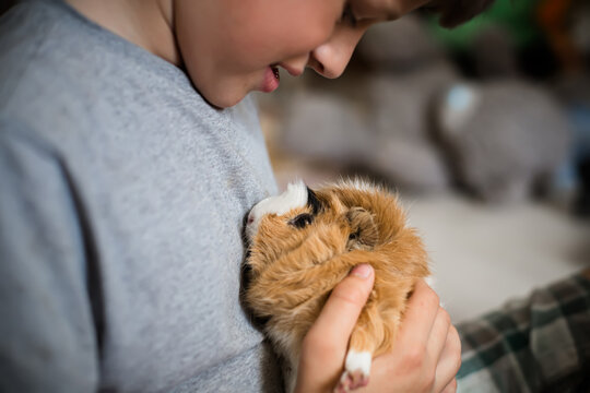 a little boy holding a small brown teddy bear - sheltie Guinea pig in hands of child. Pet's muzzle close-up.