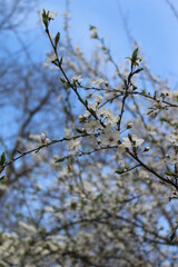 blossoming tree