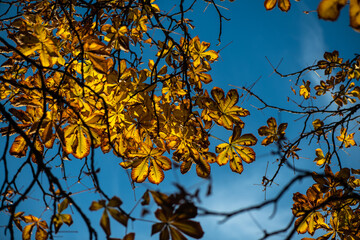 Nice picture of autumn tree branch with golden color leaves in sunset light flares